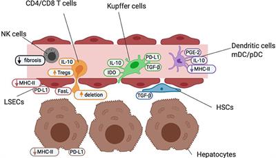 Antigen-Specific Immunotherapy for Treatment of Autoimmune Liver Diseases